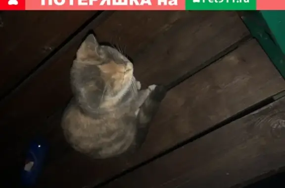 Найдена кошка на детской площадке в Рязани