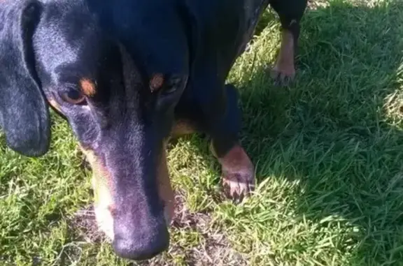 Найдена собака на заправке Газпром в Кемерово