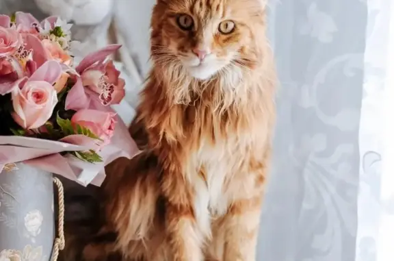 Кошки потеряшки, Москва, фото: Потеряшка кошка на ул. Свободы 14, Москва