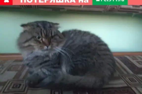 Найдена породистая кошка в районе Верхней Дубровы, 38Г