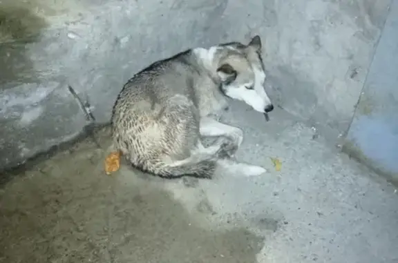 Найден хаски-пёс с ошейником в Йошкар-Оле