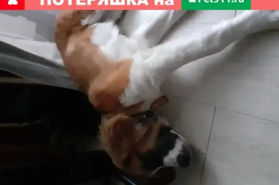 Найдена собака Щенок с ошейником в Хабаровске