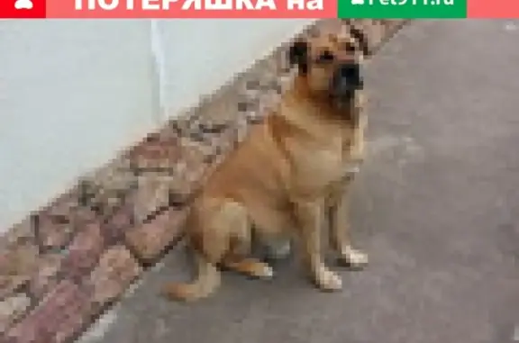 Собаки потеряшки, Виллозское, фото: Потеряшка рыжая собака в Орбите-3, Ленобласть