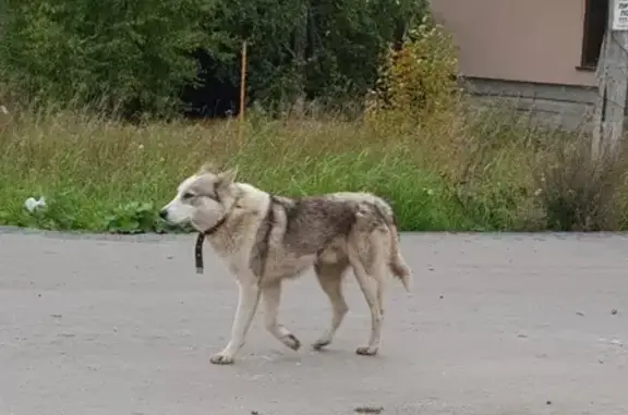 Найдена собака в районе Красного поля и Моховичков, Челябинск