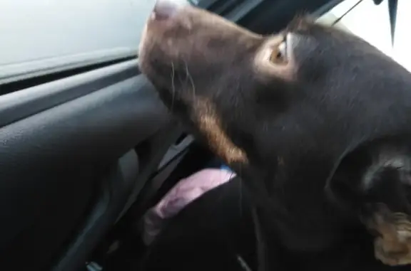 Собака найдена на автозаправке в Екатеринбурге.