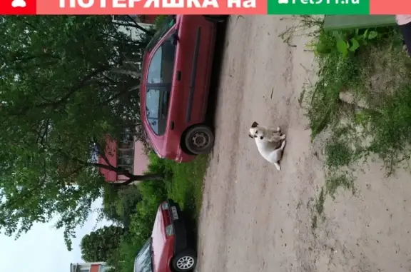 Пропала собака в Мичуринском (Ерёмина)