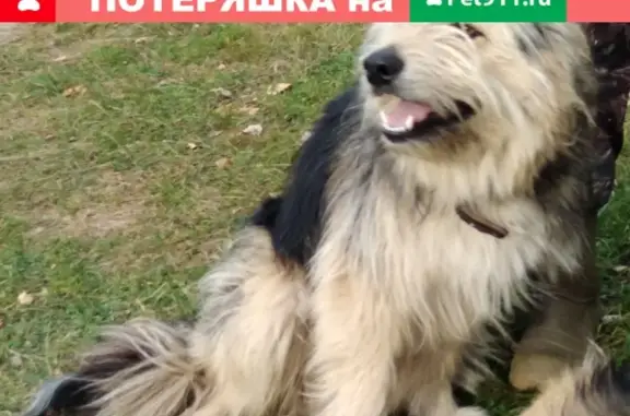 Найдена собака в Костроме, Ребровках.