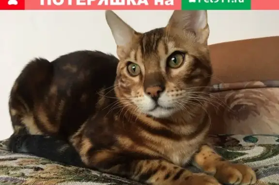 Пропала кошка Бенгальский кот в ОреховоЗуево на ул Восточная