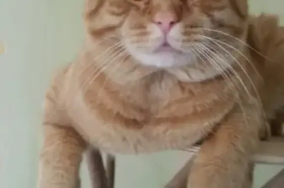 Объявления о пропавших и найденных животных, Ижевск, фото: Пропал кот Бакс в Липовой роще, ищем с помощью вознаграждения.