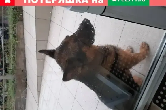 Собака найдена в Сочи, Краснодарский край, Россия