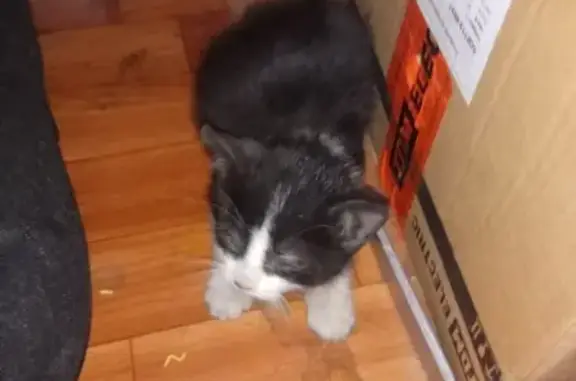 Найденные животные Санкт-Петербург, фото: Кошка найдена на Заставской, СПб