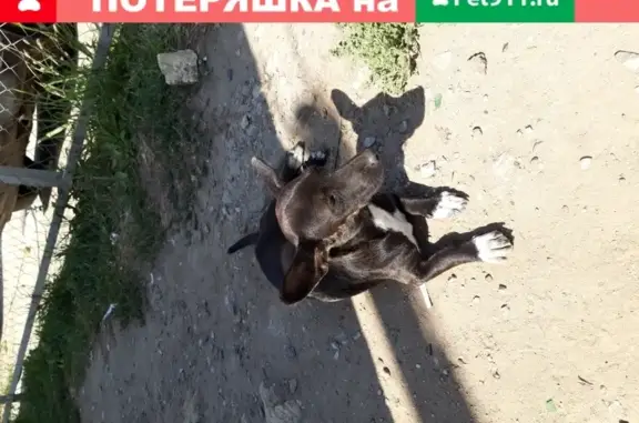 Найдена собака на ул. Комарова, 50