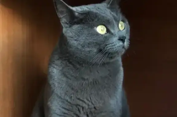 Кошки потеряшки, Москва, фото: Потеряшка кошка по адресу 9-парковая, д57 к 5, Москва.