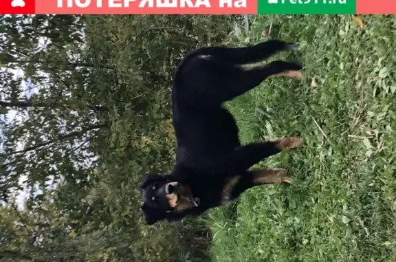 Потерявшаяся собака найдена в парке Лосиный Остров, район Гольяново