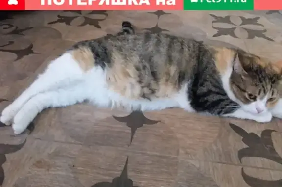 Пропала кошка Масяня в Лосино-Петровском, Полесье-1