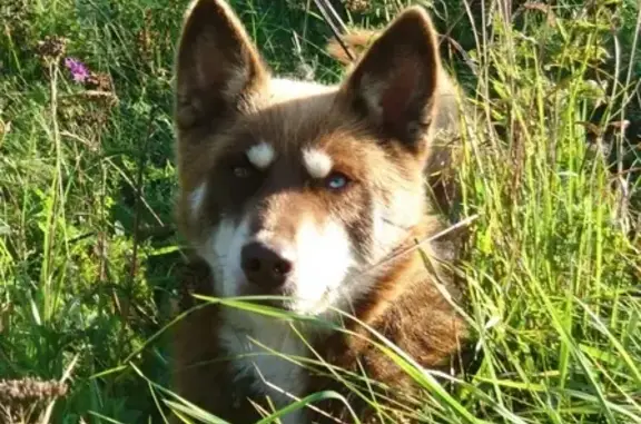 Собаки потеряшки, Москва, фото: Потеряшка собака Ярик на Нагорном бульваре 6