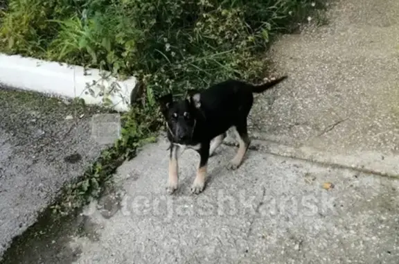 Найдена собака в Советском районе Новосибирска
