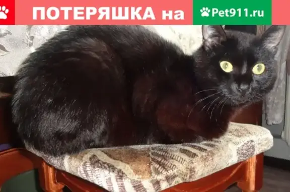 Пропал кот Каспер в Кузнецком районе (Ленина 48)