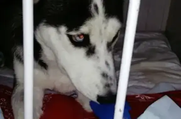Найдена собака хаски в Ростове-на-Дону!