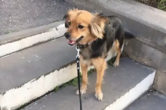 Собака найдена на Королёвке в Смоленске