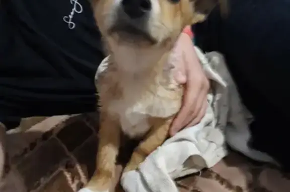 Найдена собака на ул. Республика возле Магнита в Ишиме
