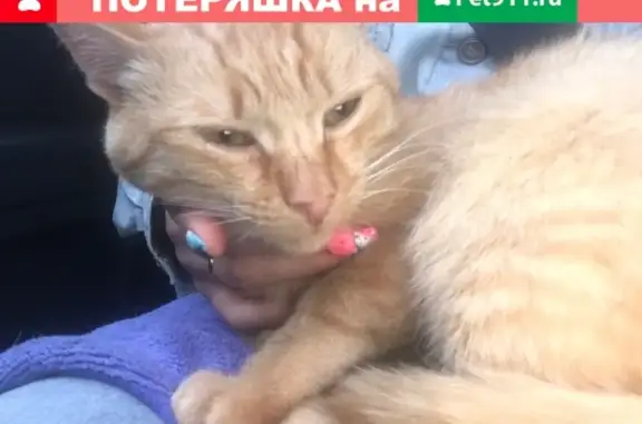 Пропала кошка в Танайково, Нижегородская область