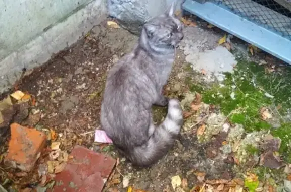 Найдена кошка в районе Доброе, Владимир