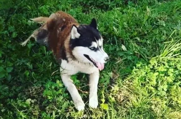 Найдена собака в Казани: ул. Н.Назарбаева, д.8.