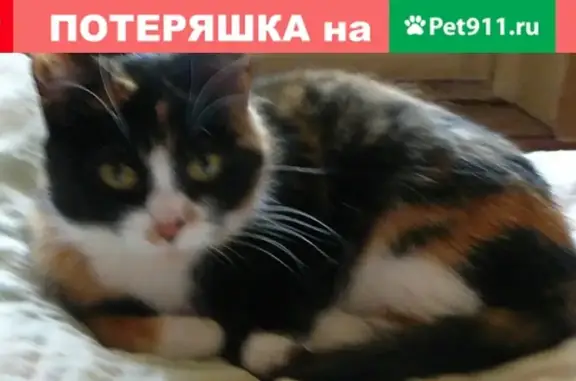 Кошки потеряшки, Санкт-Петербург, фото: Потеряшка кошка на Северном 16к1, 16 лет, трехцветная.