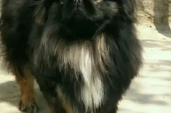 Пропала собака в Долгопрудном: пекинес по кличке Крис, видели на станции Шереметьевская