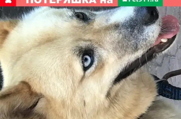 Собака найдена в Хосте, Сочи