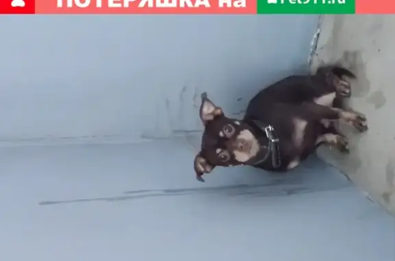 Найдена собака в Ивантеевке, тел. 916 371 17 91