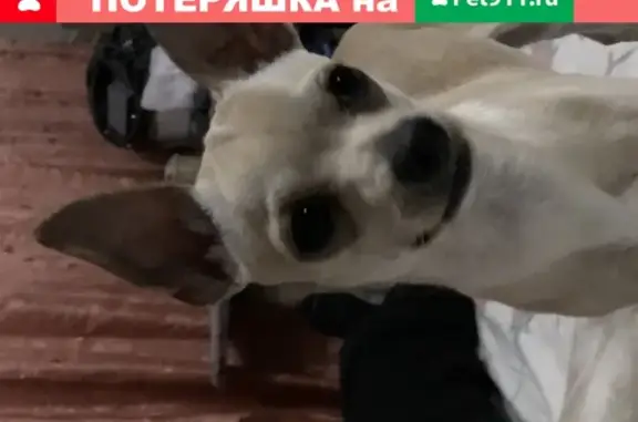 Пропала собака в Романовской, кобель той-терьер