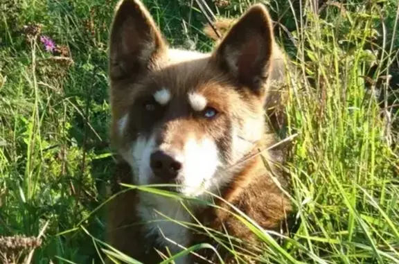 Собаки потеряшки, Москва, фото: Потеряшка собака на Нагорном б-р в Москве: метис лайки и хаски, коричневый с белым.