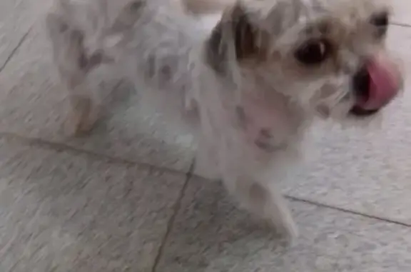 Найдена маленькая собака в Ростове