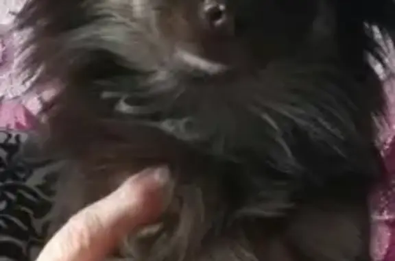 Пропала коричневая собачка в Новомосковске
