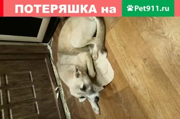Серая собака на ошейнике - Тверь, Россия