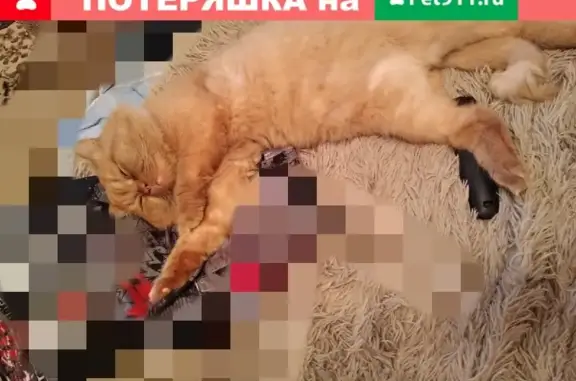 Пропала породистая кошка на улице Малая Затонская, Саратов
