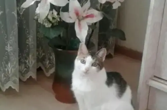 Пропала кошка в Тюмени, кличка Даша.