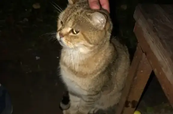 Найден кот на Мира 34а во Владимире