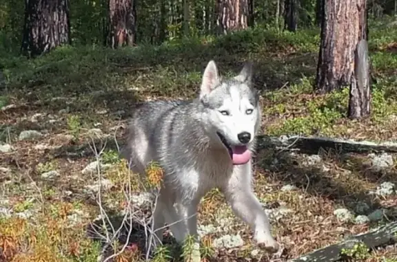 Пропала собака Байкал в лесополосе от Братска до Соснового Бора