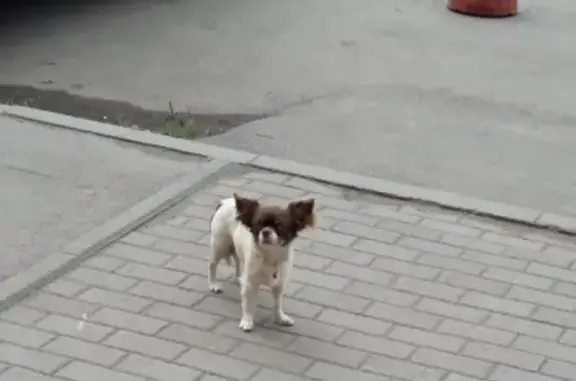 Пропала собака в Копейске, помогите найти!