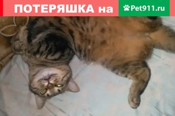 Пропала кошка в Кировском районе, фото есть [id180901906]