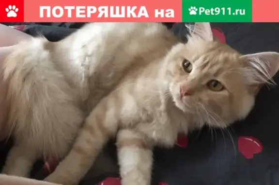 Пропала кошка Мася, г. Краснодар, Район Немецкой Деревни.
