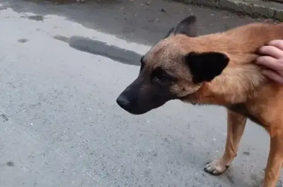 Найден рыжий пес в Сысертском районе