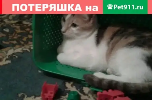 Потерянные животные Набережные Челны, фото: Пропала кошка на гэс.8 комплексе в Набережных Челнах