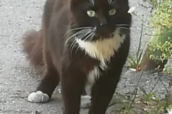 Найдена кошка в Ростове-на-Дону!