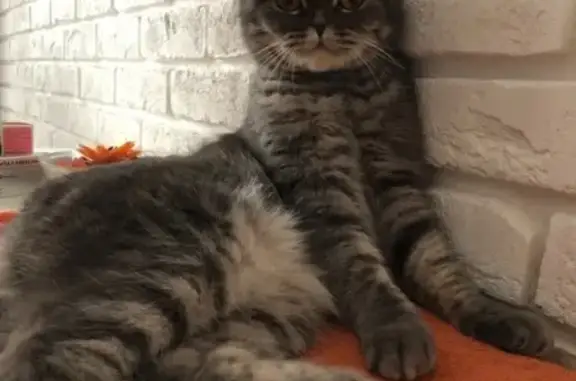 Кошки потеряшки, Санкт-Петербург, фото: Потеряшка кошка на Богатырском д.5, СПб