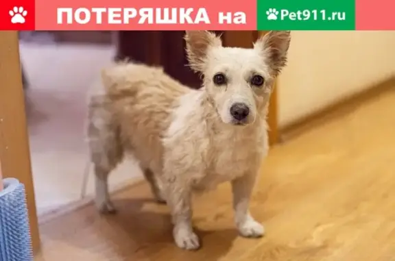 Найдена собака в Воронеже, ул. Юл. Янониса, дом 3