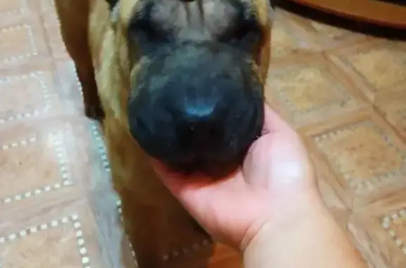 Пропала собака в Лесосибирске: Китайский Шарпей, рыжая мордашка, шрамик на лапке